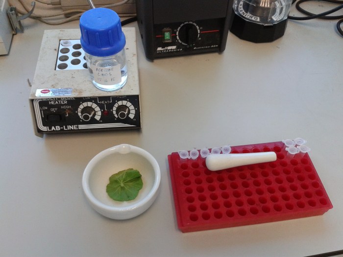 begonia leaf pigment extraction 2